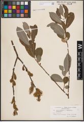 Foto von Salix cinerea L.